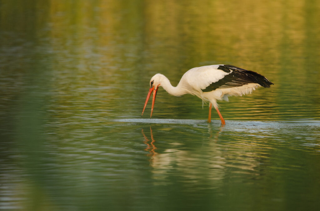 Sigma 150-600 f5-6.3 Contemporary